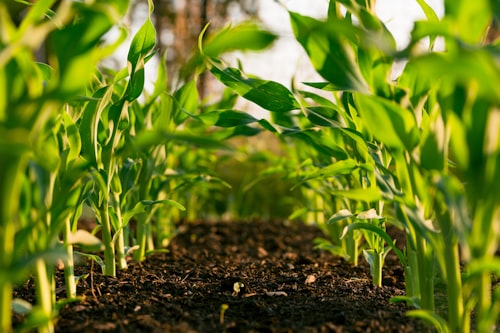 Urea and Fertilizer Trade India